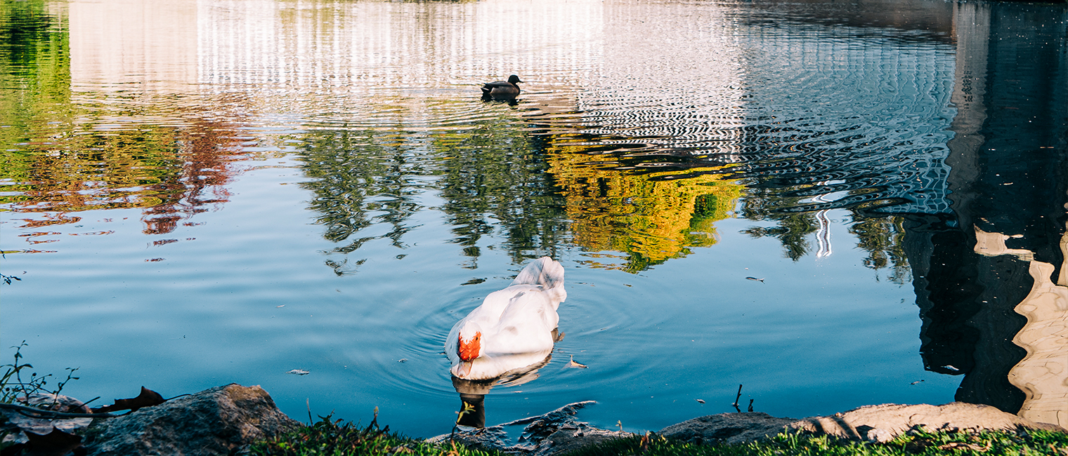 Lagoa do Auditorio de Galicia